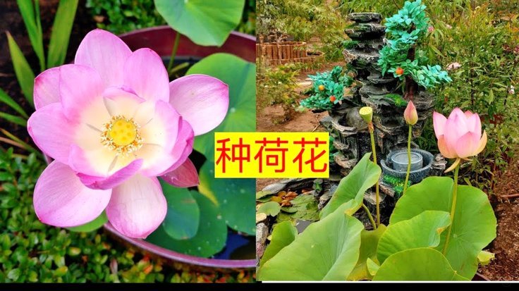 花呗额度波动了？深度解读背后的四大原因