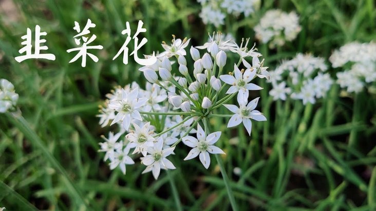花呗最近怎么用不了？