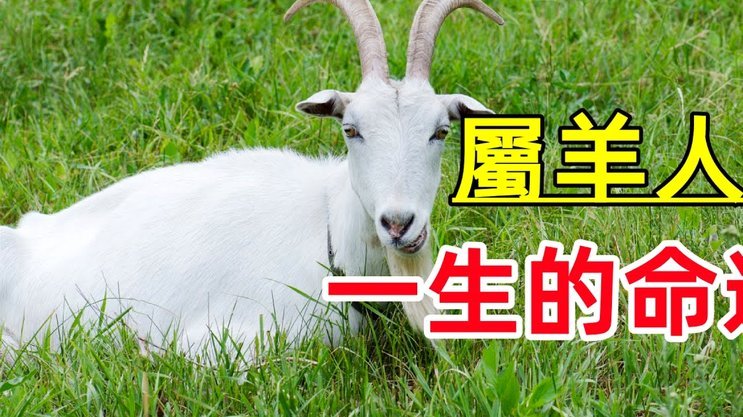羊小咩的额度怎么套出来