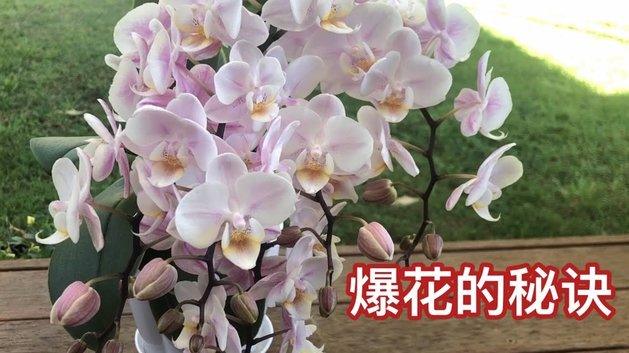 花卉资源如何变现